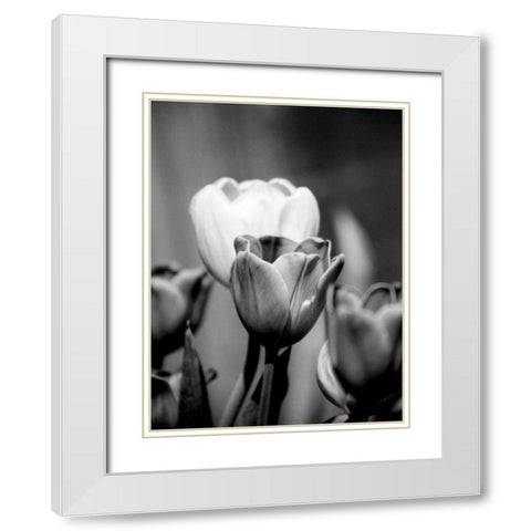 Floral Portrait II White Modern Wood Framed Art Print with Double Matting by Pica, Jeff