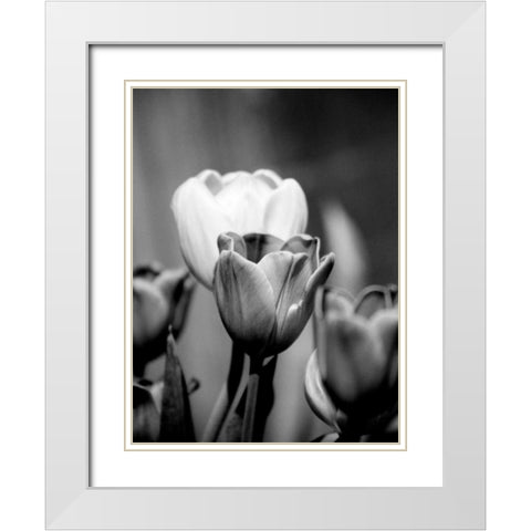 Floral Portrait II White Modern Wood Framed Art Print with Double Matting by Pica, Jeff