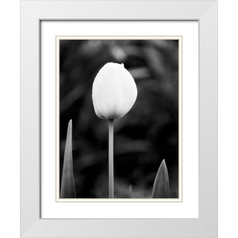 Floral Portrait III White Modern Wood Framed Art Print with Double Matting by Pica, Jeff