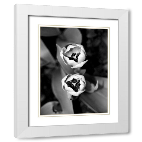 Floral Portrait IV White Modern Wood Framed Art Print with Double Matting by Pica, Jeff