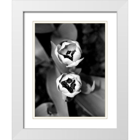 Floral Portrait IV White Modern Wood Framed Art Print with Double Matting by Pica, Jeff