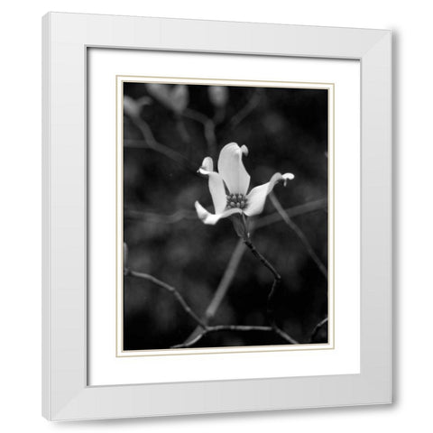 Floral Portrait V White Modern Wood Framed Art Print with Double Matting by Pica, Jeff
