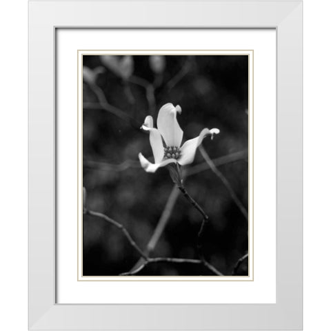 Floral Portrait V White Modern Wood Framed Art Print with Double Matting by Pica, Jeff