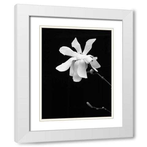 Floral Portrait VII White Modern Wood Framed Art Print with Double Matting by Pica, Jeff