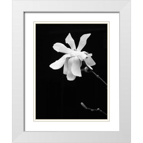 Floral Portrait VII White Modern Wood Framed Art Print with Double Matting by Pica, Jeff