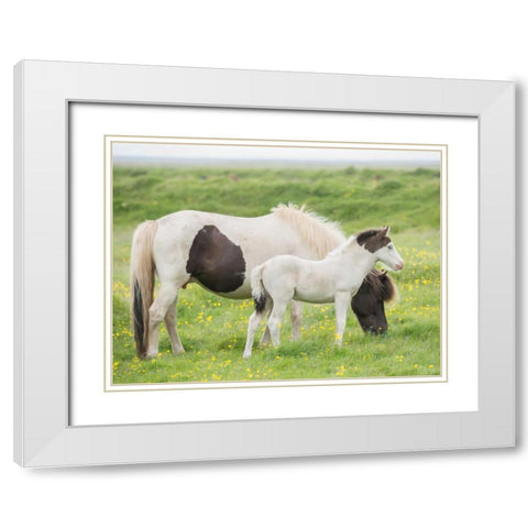 Grassland Horses I White Modern Wood Framed Art Print with Double Matting by PHBurchett