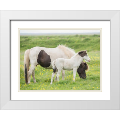 Grassland Horses I White Modern Wood Framed Art Print with Double Matting by PHBurchett