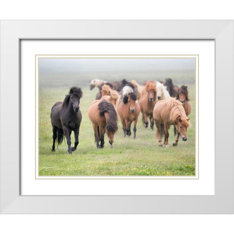 Grassland Horses II White Modern Wood Framed Art Print with Double Matting by PHBurchett