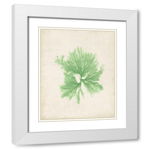 Peridot Seaweed III White Modern Wood Framed Art Print with Double Matting by Vision Studio