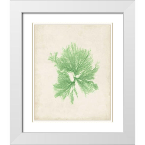 Peridot Seaweed III White Modern Wood Framed Art Print with Double Matting by Vision Studio