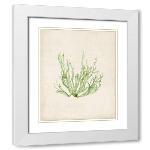 Peridot Seaweed IV White Modern Wood Framed Art Print with Double Matting by Vision Studio