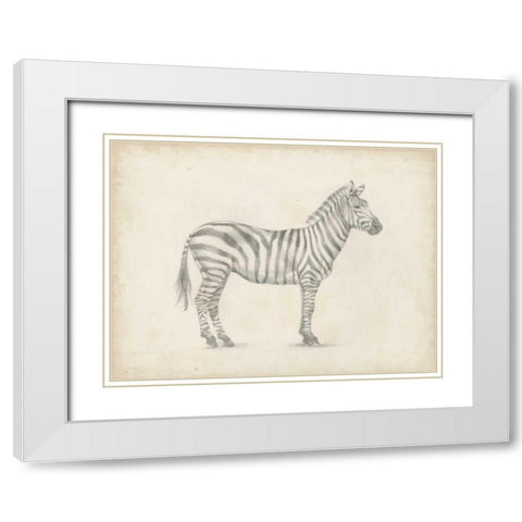 Zebra Sketch White Modern Wood Framed Art Print with Double Matting by Harper, Ethan