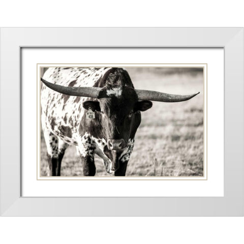 Longhorn Portrait White Modern Wood Framed Art Print with Double Matting by Stockton, Tyler