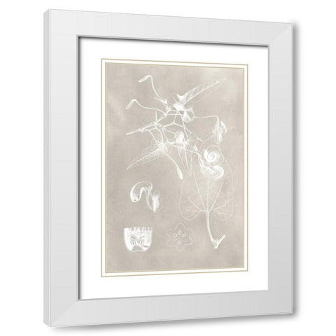 Botanical Schematic I White Modern Wood Framed Art Print with Double Matting by Vision Studio