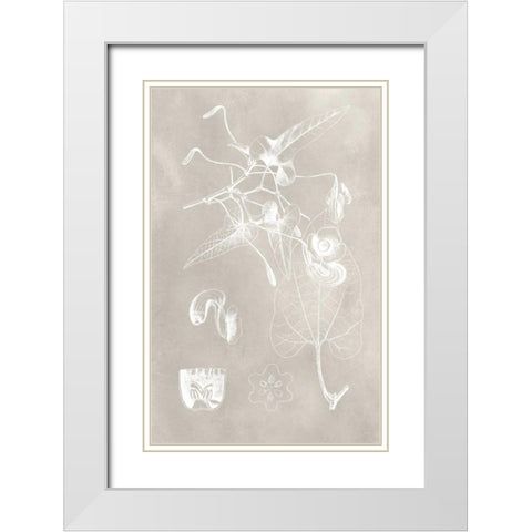 Botanical Schematic I White Modern Wood Framed Art Print with Double Matting by Vision Studio