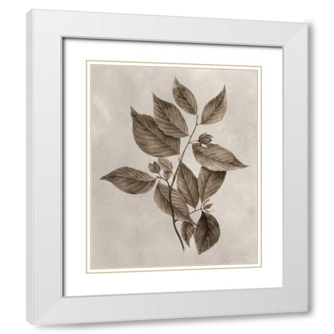 Arbor Specimen III White Modern Wood Framed Art Print with Double Matting by Vision Studio