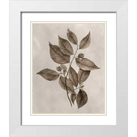 Arbor Specimen III White Modern Wood Framed Art Print with Double Matting by Vision Studio