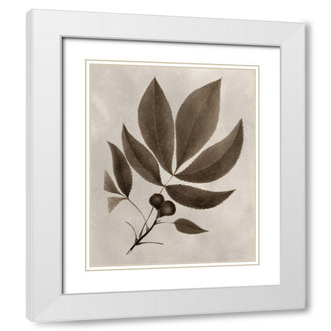 Arbor Specimen V White Modern Wood Framed Art Print with Double Matting by Vision Studio