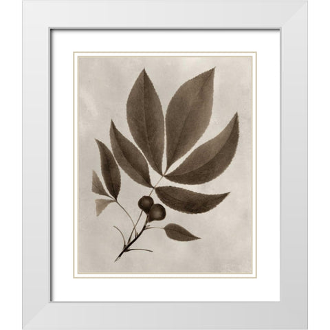 Arbor Specimen V White Modern Wood Framed Art Print with Double Matting by Vision Studio