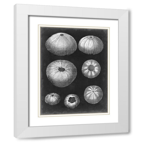 Alabaster Shells IV White Modern Wood Framed Art Print with Double Matting by Vision Studio