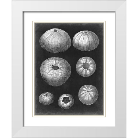 Alabaster Shells IV White Modern Wood Framed Art Print with Double Matting by Vision Studio