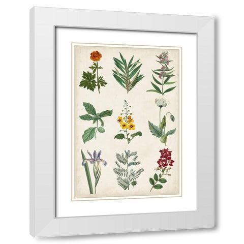 Botanical Chart II White Modern Wood Framed Art Print with Double Matting by Vision Studio