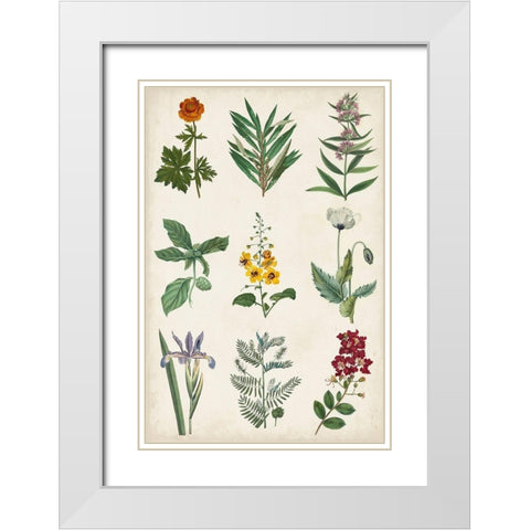 Botanical Chart II White Modern Wood Framed Art Print with Double Matting by Vision Studio