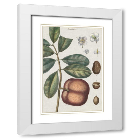 Exotic Botanique IV White Modern Wood Framed Art Print with Double Matting by Vision Studio
