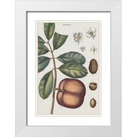 Exotic Botanique IV White Modern Wood Framed Art Print with Double Matting by Vision Studio