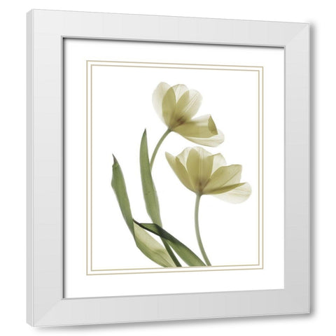Xray Tulip I White Modern Wood Framed Art Print with Double Matting by Stalus, Judy