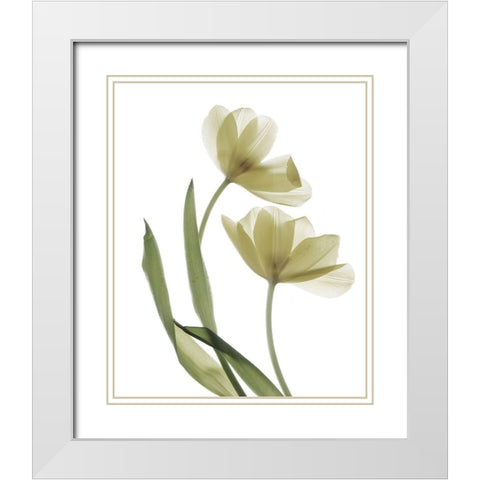 Xray Tulip I White Modern Wood Framed Art Print with Double Matting by Stalus, Judy
