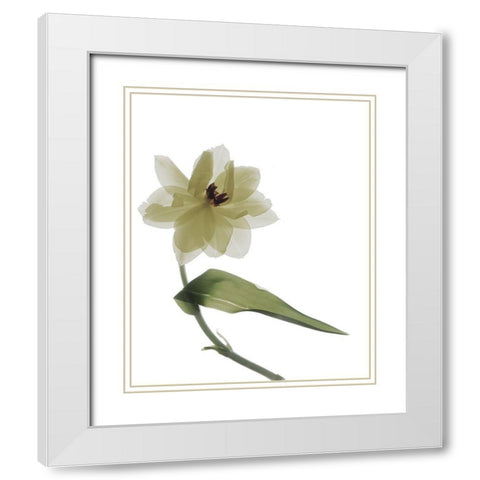 Xray Tulip II White Modern Wood Framed Art Print with Double Matting by Stalus, Judy
