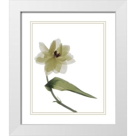 Xray Tulip II White Modern Wood Framed Art Print with Double Matting by Stalus, Judy