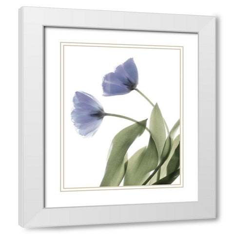 Xray Tulip III White Modern Wood Framed Art Print with Double Matting by Stalus, Judy