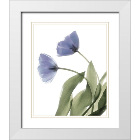 Xray Tulip III White Modern Wood Framed Art Print with Double Matting by Stalus, Judy