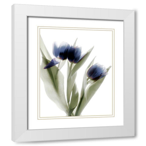 Xray Tulip IV White Modern Wood Framed Art Print with Double Matting by Stalus, Judy