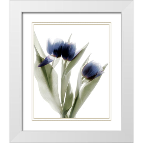 Xray Tulip IV White Modern Wood Framed Art Print with Double Matting by Stalus, Judy