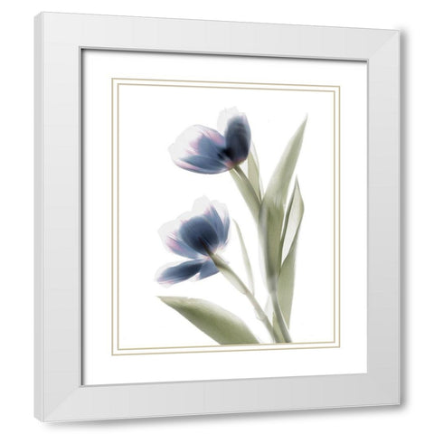 Xray Tulip V White Modern Wood Framed Art Print with Double Matting by Stalus, Judy