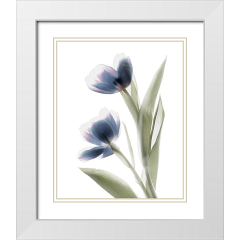 Xray Tulip V White Modern Wood Framed Art Print with Double Matting by Stalus, Judy