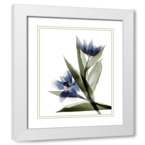 Xray Tulip VI White Modern Wood Framed Art Print with Double Matting by Stalus, Judy