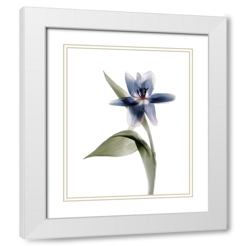 Xray Tulip VII White Modern Wood Framed Art Print with Double Matting by Stalus, Judy