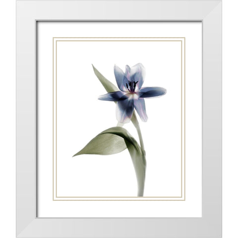 Xray Tulip VII White Modern Wood Framed Art Print with Double Matting by Stalus, Judy