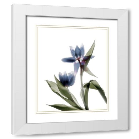 Xray Tulip VIII White Modern Wood Framed Art Print with Double Matting by Stalus, Judy