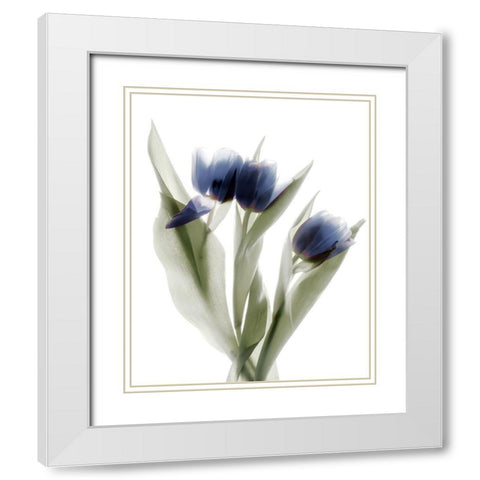 Xray Tulip IX White Modern Wood Framed Art Print with Double Matting by Stalus, Judy