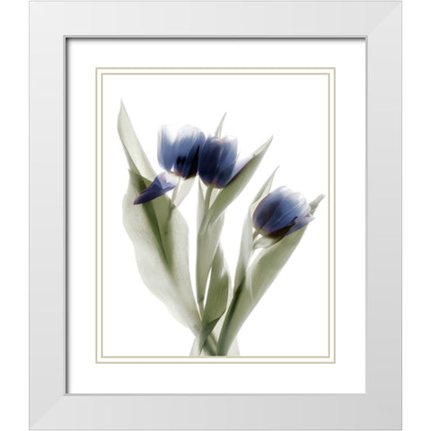 Xray Tulip IX White Modern Wood Framed Art Print with Double Matting by Stalus, Judy