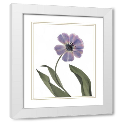 Xray Tulip X White Modern Wood Framed Art Print with Double Matting by Stalus, Judy