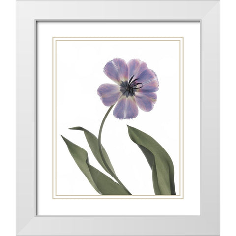 Xray Tulip X White Modern Wood Framed Art Print with Double Matting by Stalus, Judy