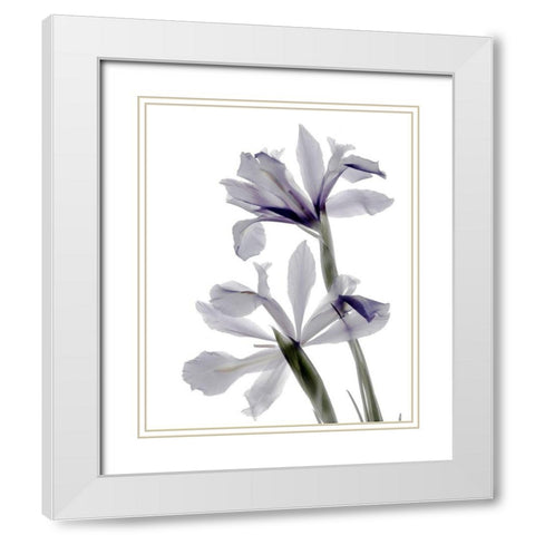 Xray Iris White Modern Wood Framed Art Print with Double Matting by Stalus, Judy