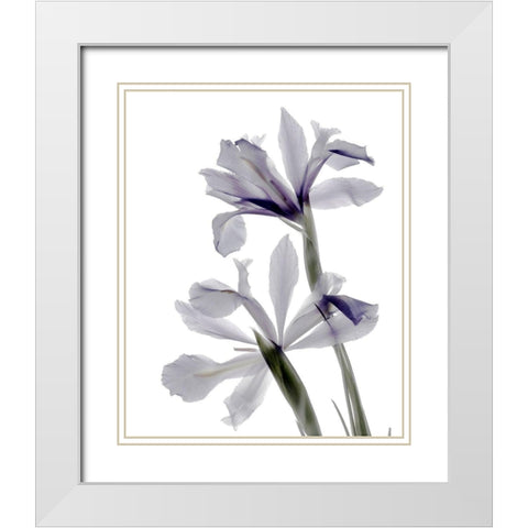Xray Iris White Modern Wood Framed Art Print with Double Matting by Stalus, Judy