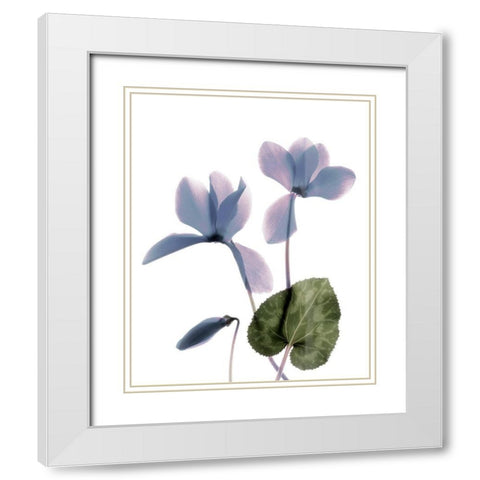 Xray Cyclamen White Modern Wood Framed Art Print with Double Matting by Stalus, Judy